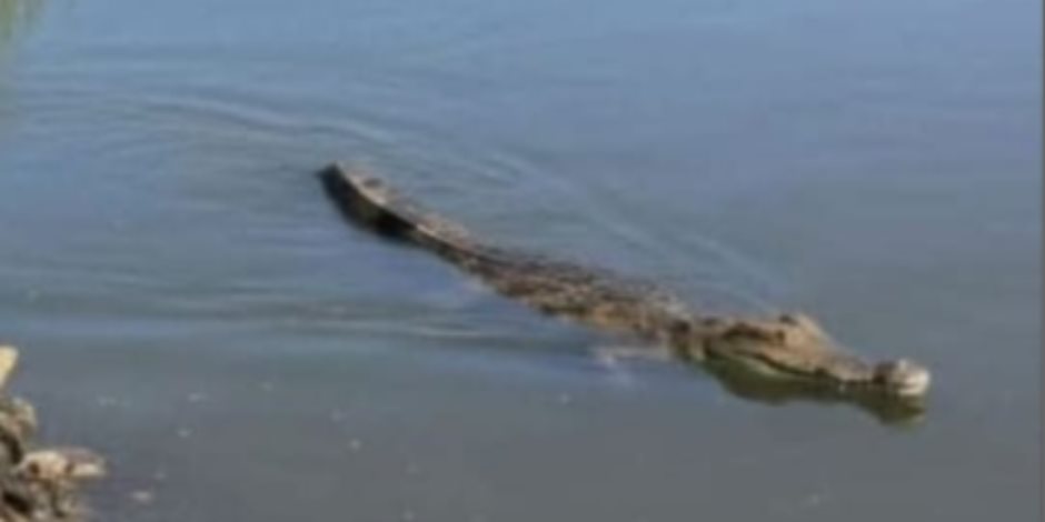 غرفة عمليات الشرقية تشكل فريق للتأكد من وجود تمساح بمصرف عمريط