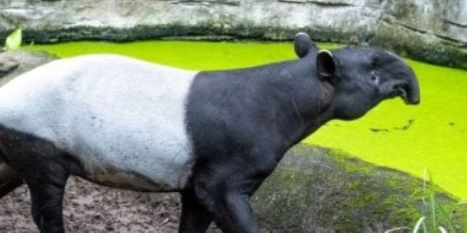 حدث في إسبانيا .. ولادة العملاق الهادئ المهدد بالانقراض بعد سنوات من الانتظار .. ما هو التابير؟