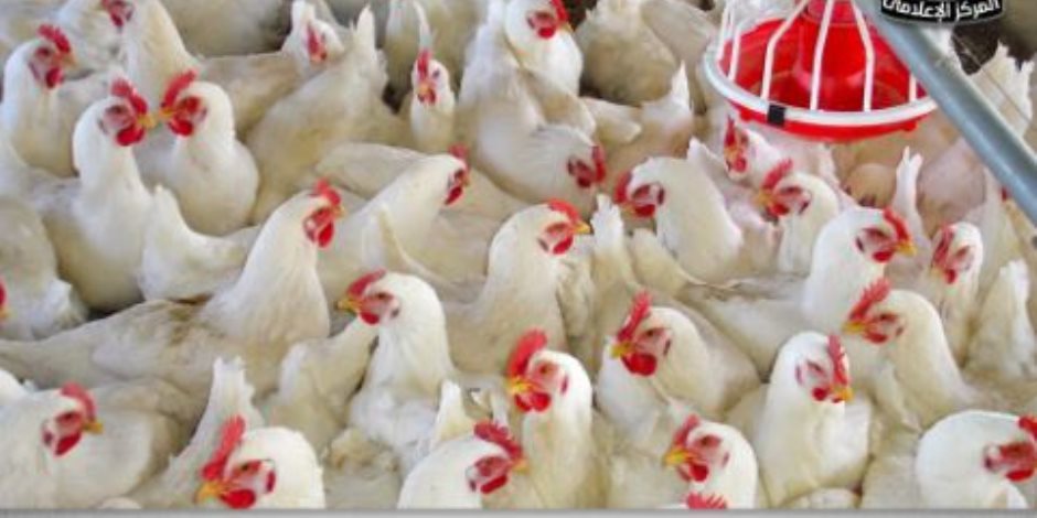 مجلس الوزراء يوضح حقيقة ظهور فيروس أنفلونزا الطيور بالمزارع المصرية