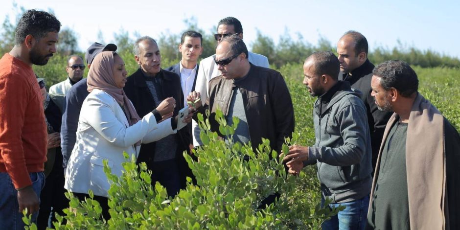  رئيس هيئة تنمية الصعيد يتفقد ويتابع عملية حصاد محصول الجوجوبا بمحافظة البحر الأحمر