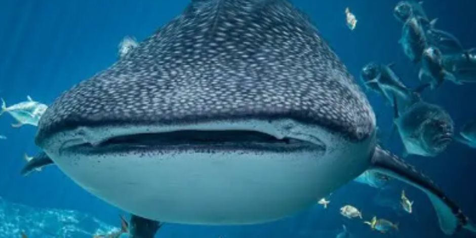 علوم البحار: اختفاء القرش الحوتى يؤثر سلبا على الشعاب المرجانية