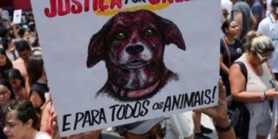 من شاطئ برايا برافا إلى ساحات الاحتجاج.. قصة الكلب أوريليا تشعل الغضب في البرازيل