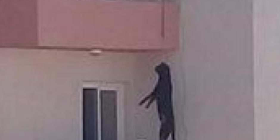 فيديو «مشنقة الكلب» يهز الغربية.. والأمن يلقى القبض على المتهم فى طنطا