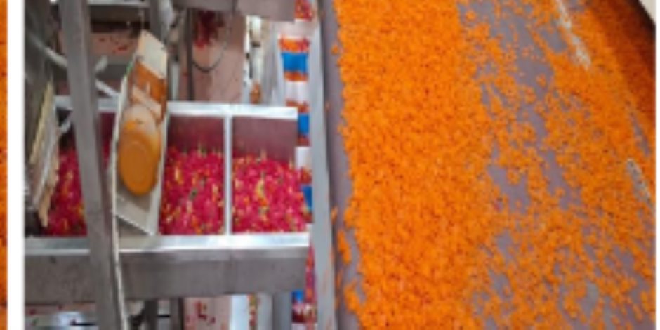 شرطة التموين تضبط 4 طن مقرمشات داخل مصنع غير مرخص فى أكتوبر