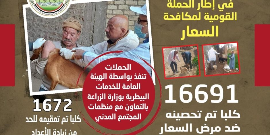الزراعة: تحصين 16691 كلب حر وتعقيم 1672 كلب ضمن الحملة القومية لمكافحة السعار
