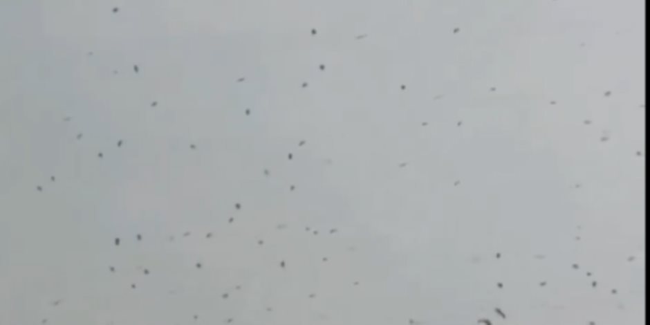 نذير شؤم أم ظاهرة طبيعية.. آلاف الغربان تثير الذعر فوق تل أبيب (فيديو)