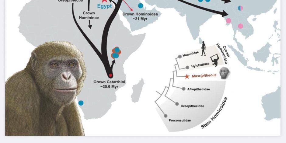 إنجاز علمي عالمي.. جامعة المنصورة تعلن العثور على حفريات قرد عمره 18 مليون سنة