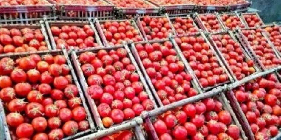 وزارة التموين والتجارة الداخلية تطرح طماطم بسعر 20 جنيها للكيلو بمنافذ المجمعات الاستهلاكية