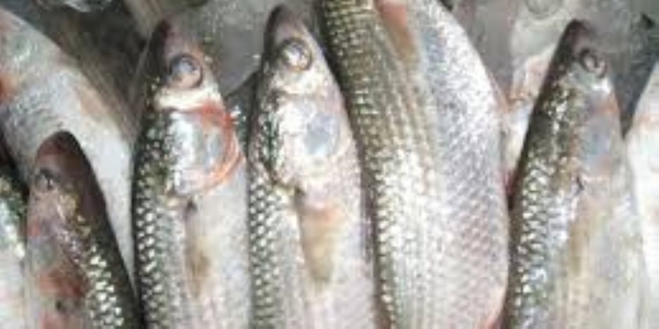 معهد علوم البحار .. نجاح تفريخ البورى صناعيا لأول مرة يعزز الأمن الغذائى