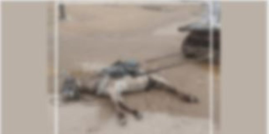 تفاصيل نفوق دابة تجر عربة كارو إثر صعق كهربائى أمام إحدى المدارس بالسويس