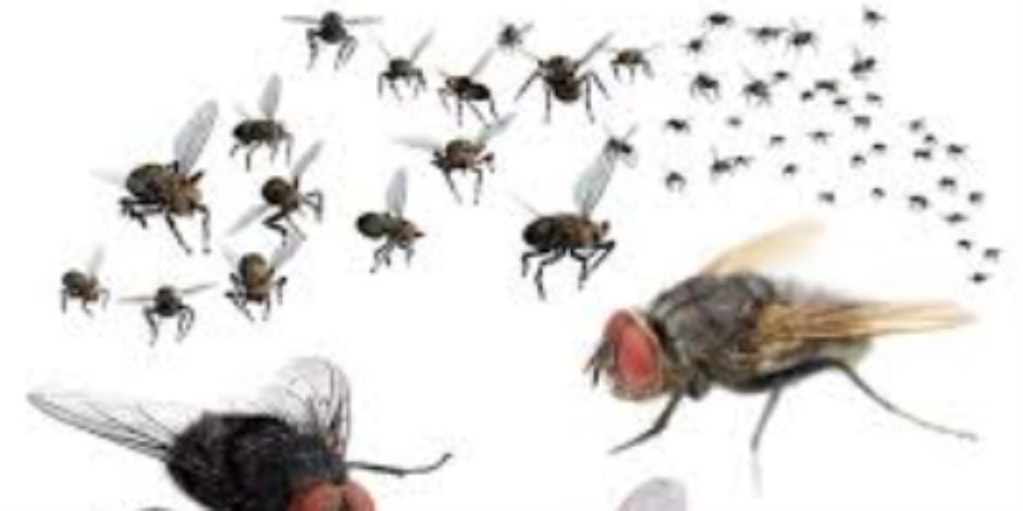 6 حلول طبيعية للتخلص من الذباب داخل المنزل بدون استخدام مبيدات