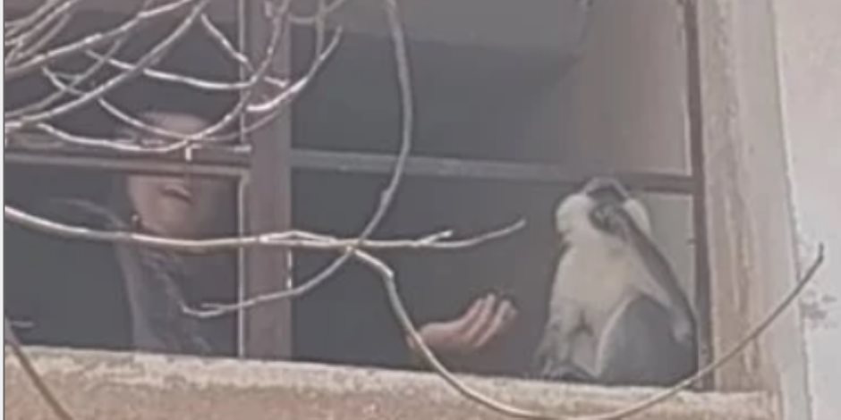 بيطرى المنوفية يكشف آخر تطورات مطاردة القرد الهارب فى مدينة السادات