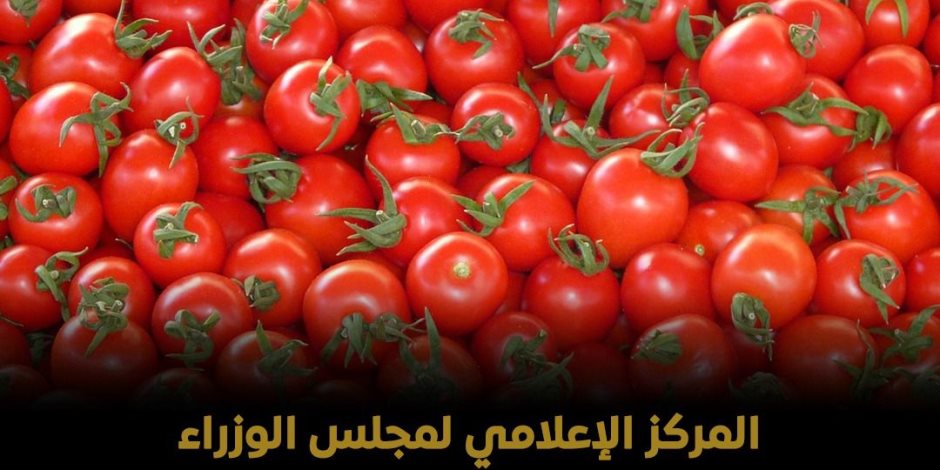 مجلس الوزراء يوضح حقيقة الفيديو المتداول بوجود طماطم بالأسواق تم رشها بـ «الإثيريل» لتسريع النضج