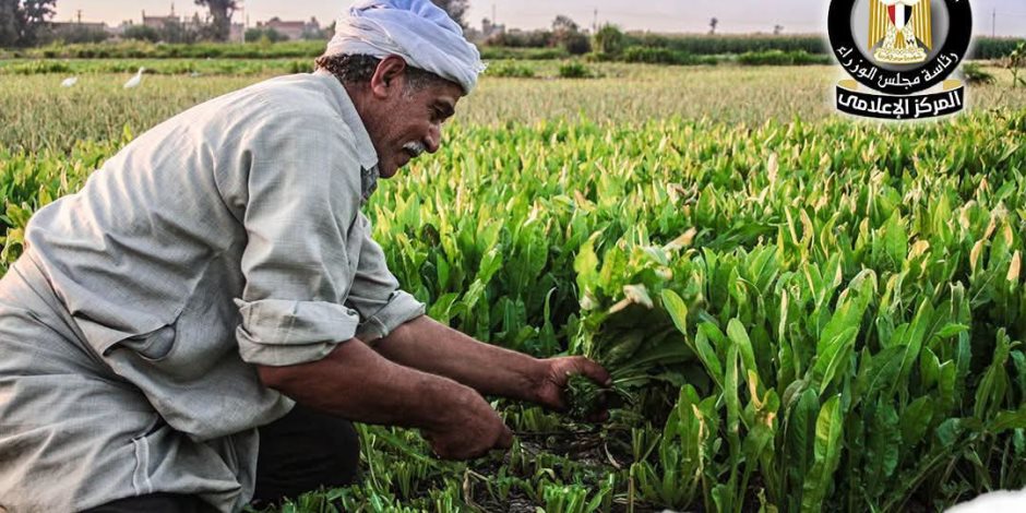 عيد الفلاح المصري.. الزراعة أساس الحضارة و3.5 مليون فدان جديدة لدعم الأمن الغذائي