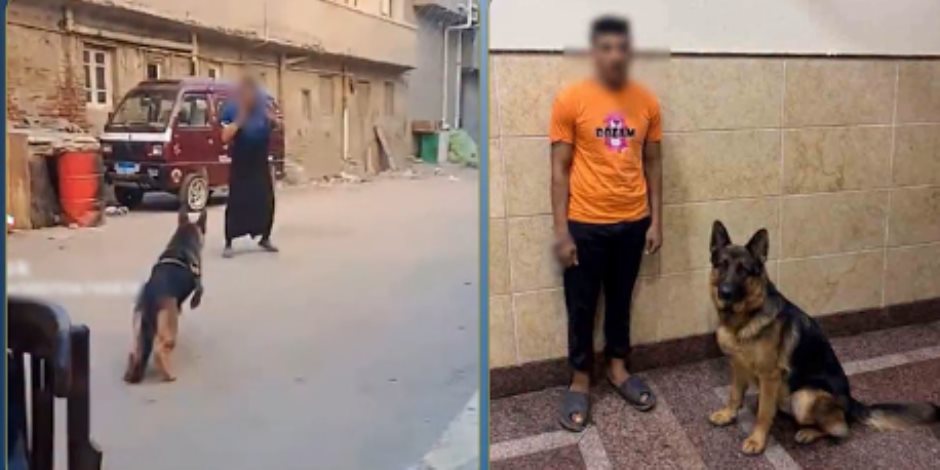 أمن البحيرة يتحفظ على كلب وصاحبة لمهاجمة سيدة أثناء سيرها (فيديو)