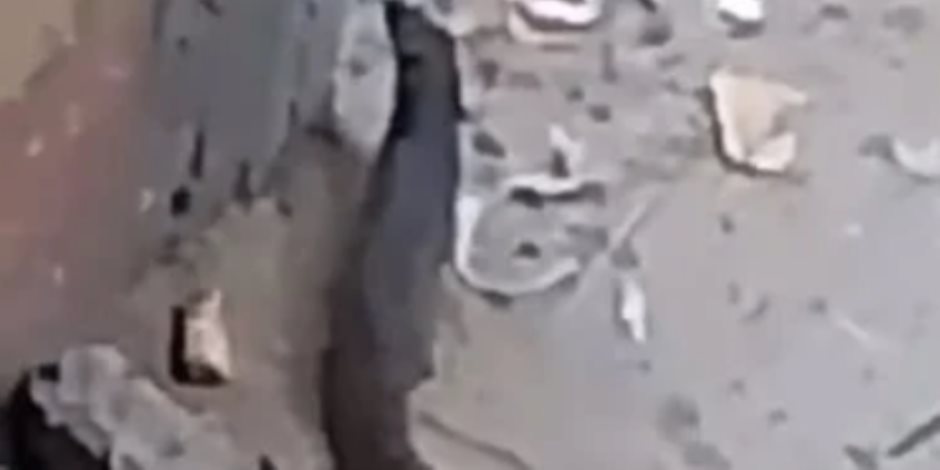 شئون البيئة بالفيوم تحسم الجدل: الحيوان المتداول في الصور هو النمس المصري ولا يشكل خطرًا
