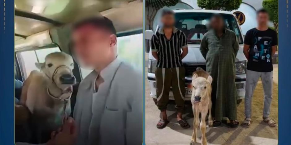 بعد تداول الفيديو .. ضبط مزارع استقل سيارة أجرة بصحبة بقرة بالبحيرة