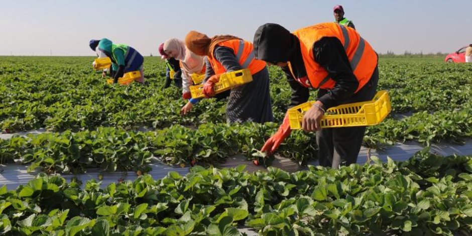 استصلاح 4.5 مليون فدان.. كيف غيّر جهاز مستقبل مصر خريطة الزراعة المصرية؟