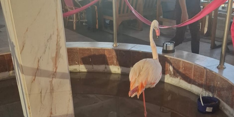وزيرة التنمية المحلية والبيئة: حملة مكبرة على بعض الكافيهات بكورنيش الإسكندرية