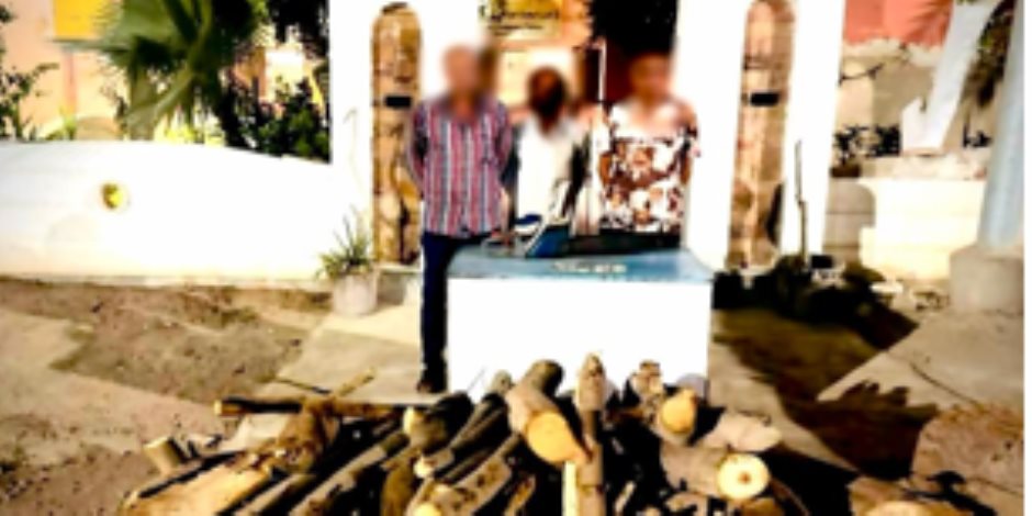 ضبط 3 أشخاص بالغربية قاموا بقطع شجرتين وبيع أخشابهما 