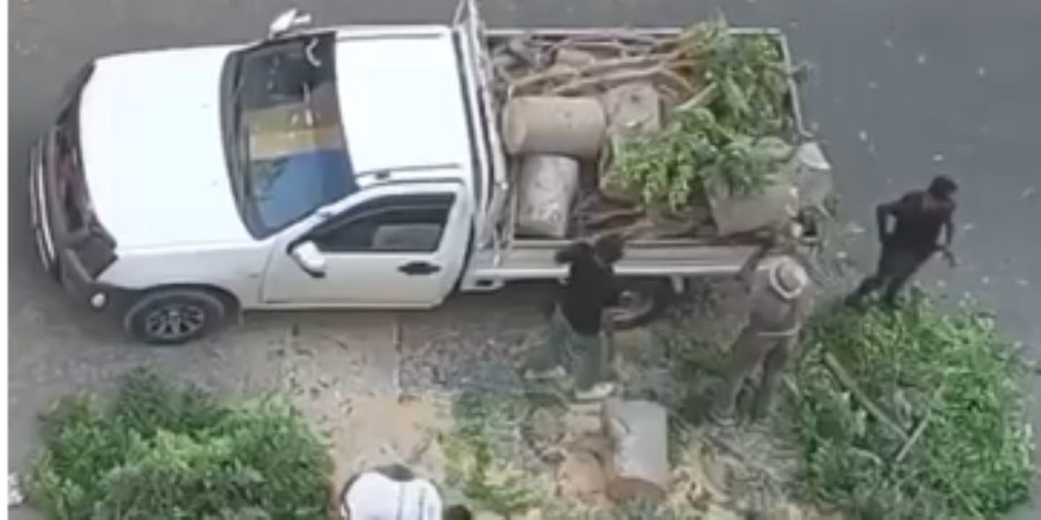 أمن الإسكندرية يضبط عدد من الأشخاص قاموا بتقطيع شجرة مستخدمين "منشار" 