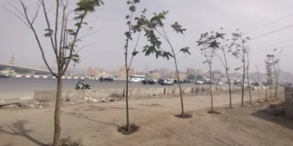 الجيزة تواصل التوسع في التشجير.. زراعة أشجار بالطريق الدائري من المريوطية حتى عثمان محرم