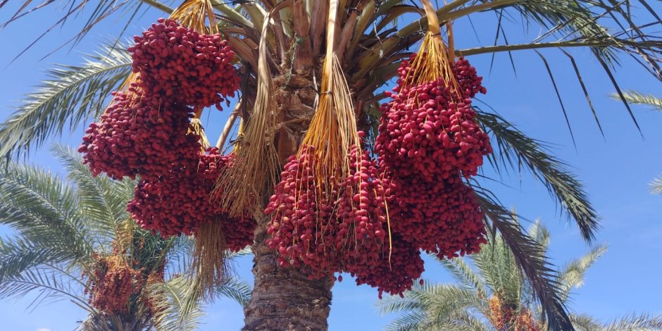 موسم البلح والعجوة في شمال سيناء.. حصاد خير يفرّح البيوت ويجهّز العرسان ويصنع فرحة رمضان (صور وفيديو) 