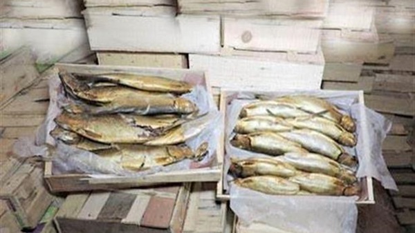 ضبط طن رنجة وفسيخ غير صالحة للاستهلاك الآدمى بالدقهلية ضبط طن رنجة وفسيخ غير صالحة للاستهلاك الآدمى بالدقهلية