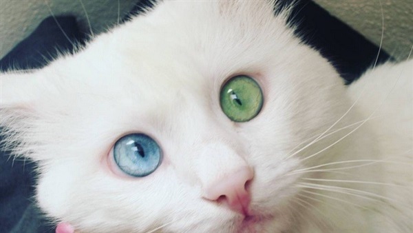 القط ذو العينين الساحرتين يعيش في تركيا