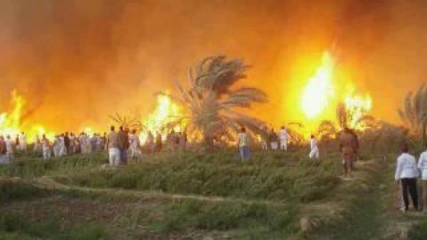 حريق هائل يلتهم 7 افدنة زراعية في الدقهلية حريق هائل يلتهم 7 افدنة زراعية في الدقهلية