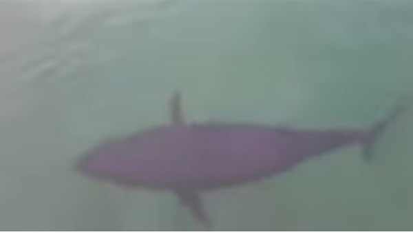 بالفيديو.. سمكة ضخمة تعاقب «نورس» أراد سرقة طعامها