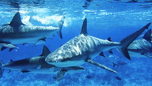 أسماك القرش تستخدم الضوء في التواصل مع بعضها