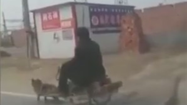 بالفيديو.. شاب يجبر كلب على جر عربة مصنعة من الخشب