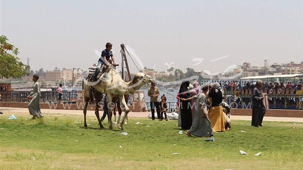 بالصور.. أهالى الأقصر يحتفلون بأعياد الربيع بـ«الجمال»