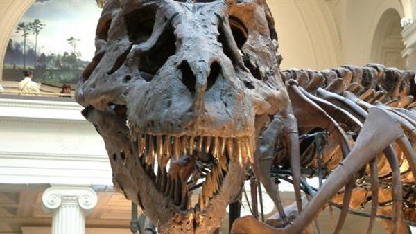 العثور على أثر قدم ديناصور عمره 230 مليون سنة بإسبانيا