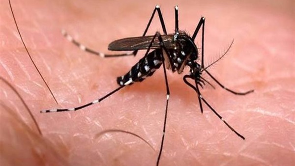 علماء: مخاطر فيروس زيكا «أخطر مما اعتقد سابقا»