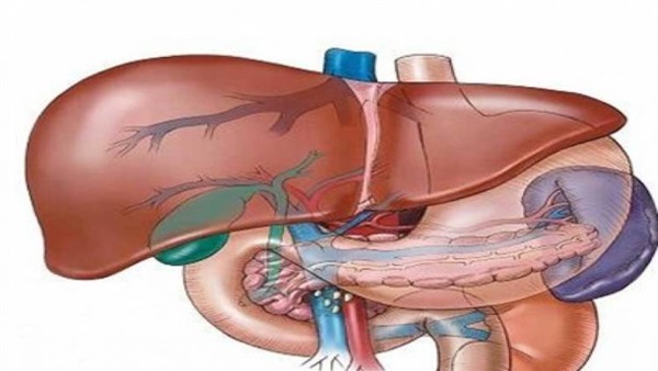السبت.. «الكبد المصري» تعلن أول 10 قري خالية من فيروس سى
