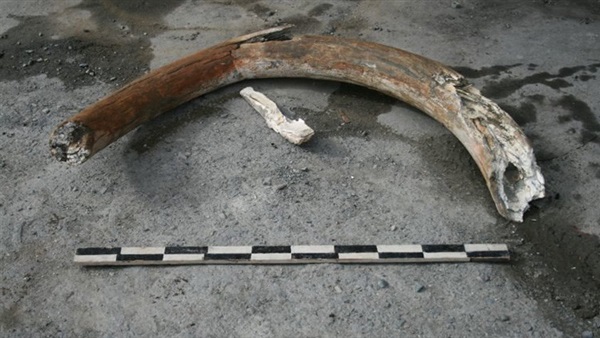 عمال حفر يكتشفون نابًا لماموث