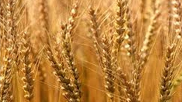 بالفيديو.. «الزراعة»: ما تم توريده من محصول القمح 602 ألف طن