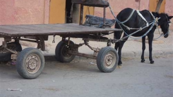 هياج «دابة عربة كارو» يتسبب في مصرع عامل بسوهاج هياج «دابة عربة كارو» يتسبب في مصرع عامل بسوهاج