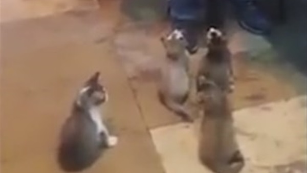 بالفيديو.. موسيقي يعزف لجمهور من "القطط" بالفيديو.. موسيقي يعزف لجمهور من "القطط"