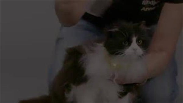 بالفيديو.. اختراع جديد يحول «مواه» القط إلى كلام 
