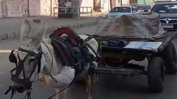 «حمار» يتسبب في وفاة مواطن بسوهاج.. والنيابة تأمر بالتحفظ عليه «حمار» يتسبب في وفاة مواطن بسوهاج.. والنيابة تأمر بالتحفظ عليه