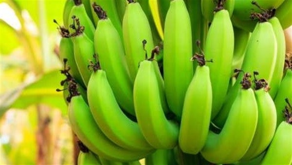 5 فوائد لتناول الموز الاخضر.. تعرف عليها 