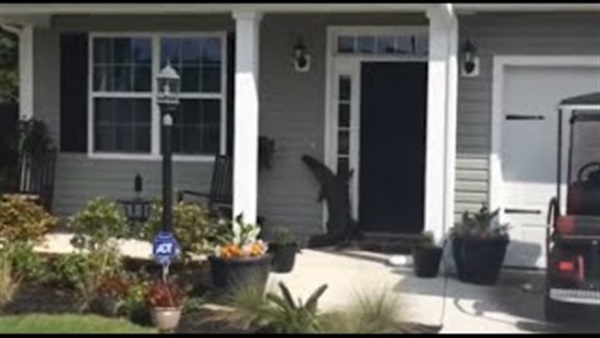 بالفيديو.. تمساح يستأذن قبل دخوله للمنزل بالفيديو.. تمساح يستأذن قبل دخوله للمنزل