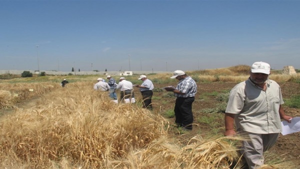 تجميد زراعة 100 ألف فدان من الـ1.5 بـ"منخفض القطارة" تجميد زراعة 100 ألف فدان من الـ1.5 بـ"منخفض القطارة"