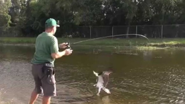 بالفيديو.. نسر يسرق السمك من الصيادين