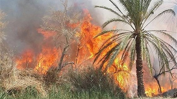 «الحماية المدنية» تسيطر علي حريق بقرية السواهجة بملوي «الحماية المدنية» تسيطر علي حريق بقرية السواهجة بملوي