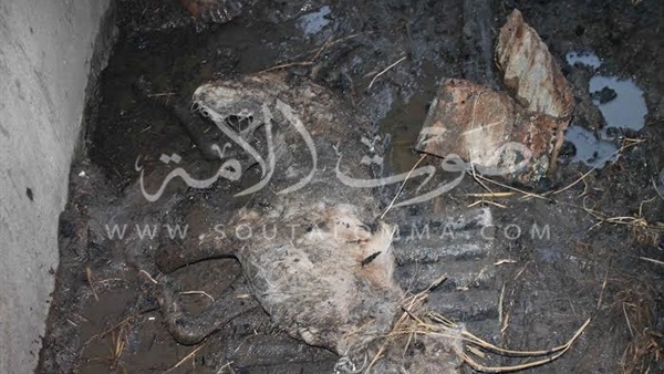 بالفيديو.. أهالى بنى عبيد بالدقهلية يطالبون بحصر تلفيات «جرن البصل» بالفيديو.. أهالى بنى عبيد بالدقهلية يطالبون بحصر تلفيات «جرن البصل»