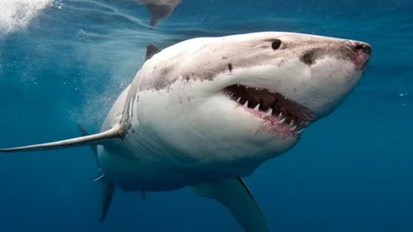 قرش عنيد يعض امرأة ويتشبث بذراعها ويرافقها إلى المستشفى  قرش عنيد يعض امرأة ويتشبث بذراعها ويرافقها إلى المستشفى